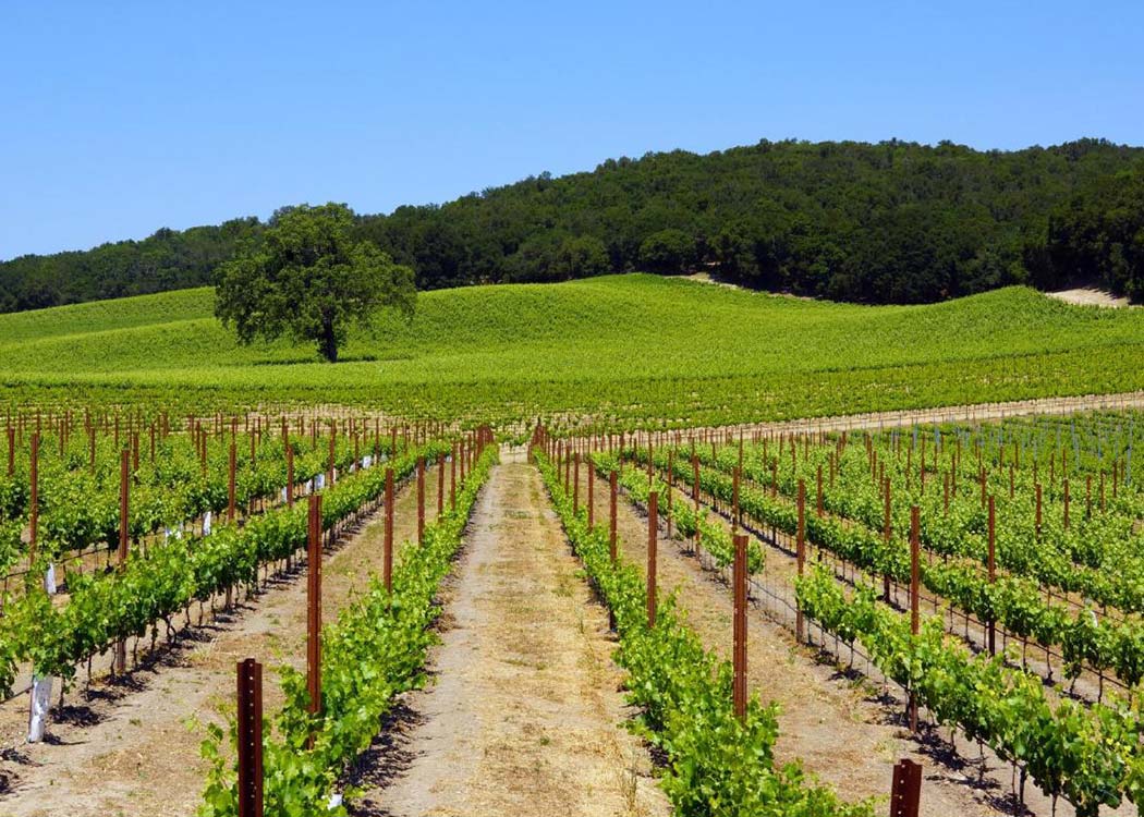 A vineyard with rows of green vines in the middle.